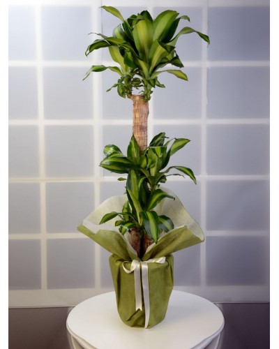 3 lü Dracena Massengena  Saksı Çiçeği.