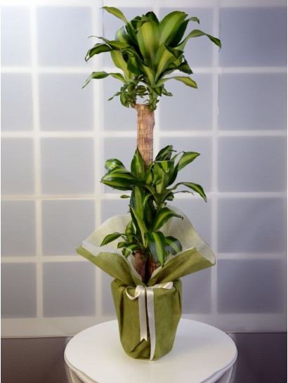 3 lü Dracena Massengena  Saksı Çiçeği.