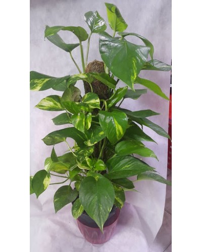 Ortaboy patos sarmaşık