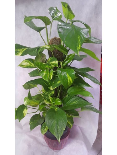 Ortaboy patos sarmaşık