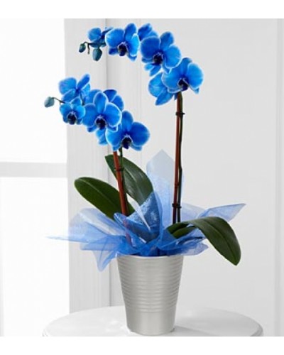 Mavi Orkide