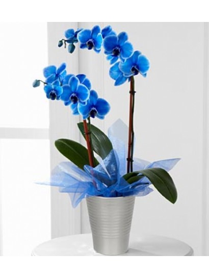 Mavi Orkide